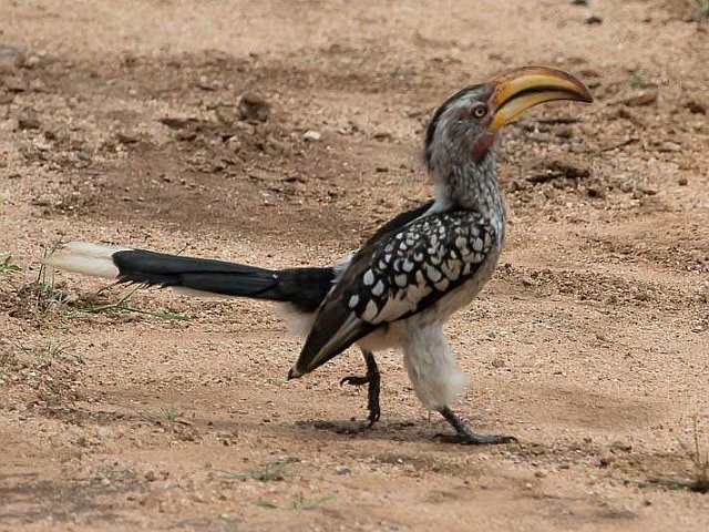 Yellow-billed Hornbill-0958.jpg